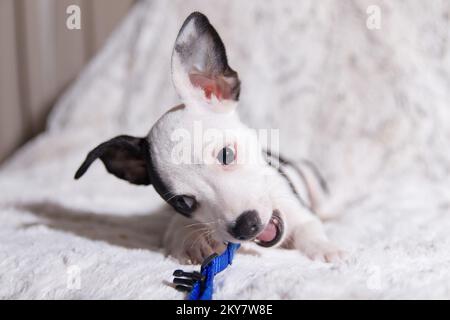 Schwarz-weißer Chihuahua Hündchen kaut auf seinem blauen Halsband Stockfoto