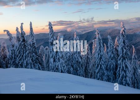Die Wand aus Fichten ist in den Winterbergen mit Schnee bedeckt. Wunderschöner karpatischer dichter Winterschneewald Stockfoto
