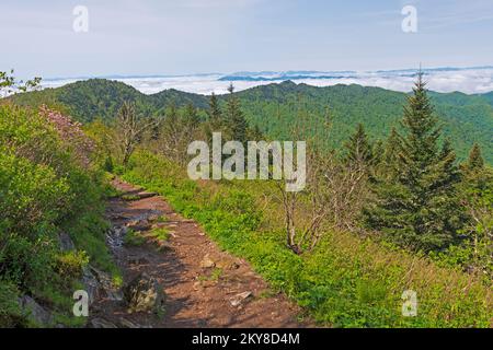 Schroffe Wanderwege in den High Mountains in den Blue Ridge Mountains in North Carolina Stockfoto