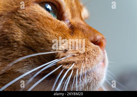 Eine enge Nahaufnahme des Profils einer abyssinischen Katze Stockfoto