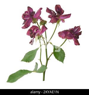 Ein Haufen verwelkter roter Rosen, isoliert auf weißem Hintergrund, verwelkende Blumen im Garten Stockfoto