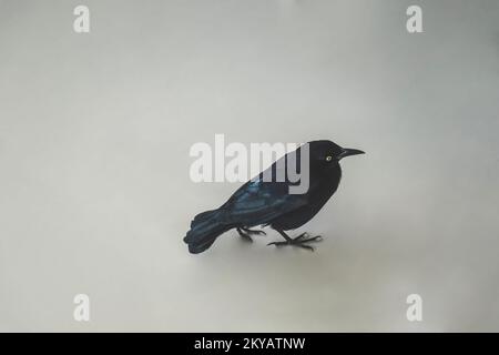 Schwarze Krähe mit gelben Augen, die allein geht. Studioaufnahmen auf grauem Hintergrund Stockfoto