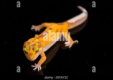 Leopardengecko, Eublepharis macularius, tremper Albino isoliert auf schwarzem Hintergrund Stockfoto