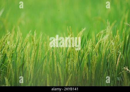 Frische Roh-Reispflanze auf grünem Grasfeld. Nahaufnahme, Konzept „Landwirtschaft, Erntegut und Landwirtschaft“ Stockfoto