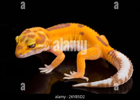 Leopardengecko, Eublepharis macularius, tremper Albino isoliert auf schwarzem Hintergrund Stockfoto