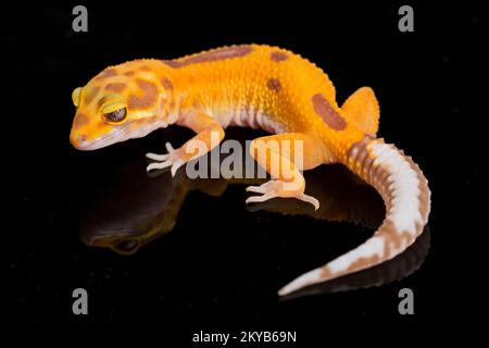 Leopardengecko, Eublepharis macularius, tremper Albino isoliert auf schwarzem Hintergrund Stockfoto