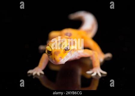 Leopardengecko, Eublepharis macularius, tremper Albino isoliert auf schwarzem Hintergrund Stockfoto