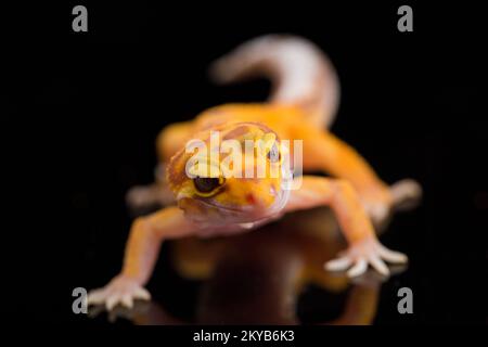 Leopardengecko, Eublepharis macularius, tremper Albino isoliert auf schwarzem Hintergrund Stockfoto