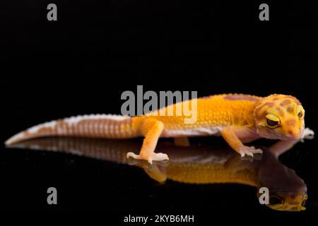 Leopardengecko, Eublepharis macularius, tremper Albino isoliert auf schwarzem Hintergrund Stockfoto