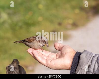 Eine Frau füttert Sperling aus ihrer Handfläche. Ein Vogel sitzt auf der Hand einer Frau und isst Samen. Tierpflege im Herbst oder Winter. Stockfoto