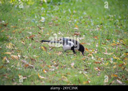 Ein Vogel unter den Herbstblättern auf dem offenen Feld Stockfoto