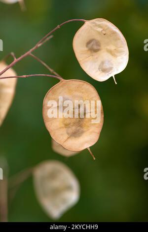 Samenblatt der jährlichen Ehrlichkeit (Lunaria annua), Bayern, Deutschland Stockfoto