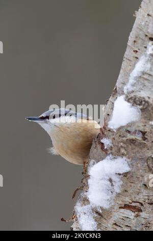 Ausgewachsener europäischer Nacktvogel (Sitta europaea) auf einem schneebedeckten Silver Birch Tree Branch im Winter, Norfolk, England, Vereinigtes Königreich Stockfoto