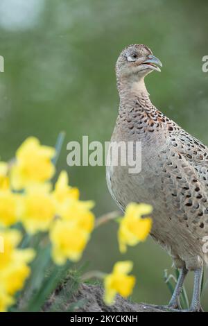 Gewöhnlicher oder ringhalsiger Fasan (Phasianus colchicus), ausgewachsener weiblicher Vogel, der zwischen Frühlingsblüten Narzissen, Suffolk, England, United steht Stockfoto