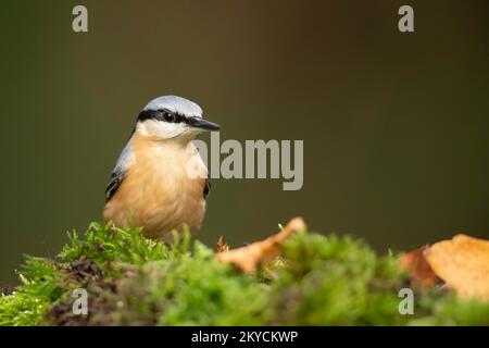 Ausgewachsener europäischer Nacktvogel (Sitta europaea) auf der Suche nach Nahrung auf einem Baumstumpf in einem Waldgebiet, Powys, Wales, Vereinigtes Königreich Stockfoto