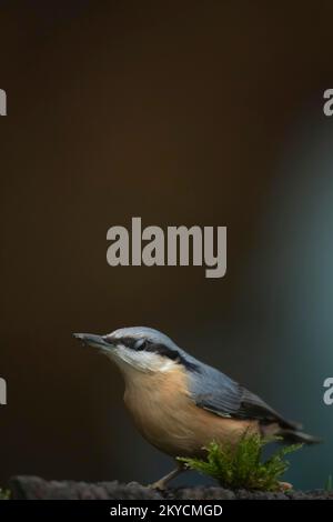 Ausgewachsener europäischer Nacktvogel (Sitta europaea) auf einem Baumstumpf im Herbst, Powys, Wales, Vereinigtes Königreich Stockfoto