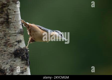 Ausgewachsener europäischer Nacktvogel (Sitta europaea) auf einem Baumstamm aus Silberbirke, Powys, Wales, Vereinigtes Königreich Stockfoto