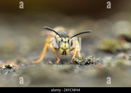 Wespula vulgaris, Erwachsene auf einem Gartenpfad, Suffolk, England, Vereinigtes Königreich Stockfoto