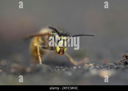 Wespula vulgaris, Erwachsene auf einem Gartenpfad, Suffolk, England, Vereinigtes Königreich Stockfoto