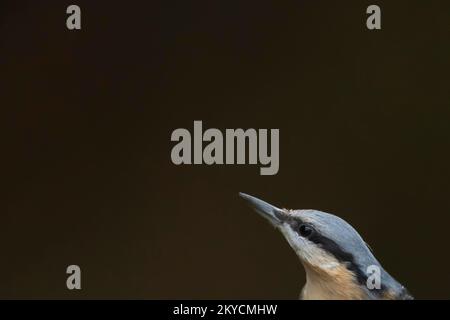 European Nuthatch (Sitta europaea) adult Bird Head Portrait, Powys, Wales, Vereinigtes Königreich Stockfoto