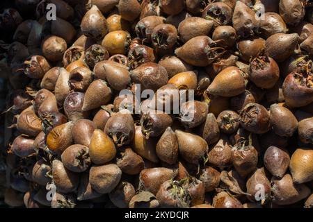 Frisch gepflückte reife Mispel (mespilus germanica)-Fruchtarten Stockfoto