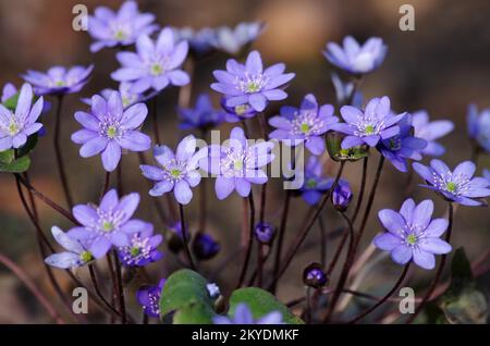 Nahaufnahme, Leberwürze (Hepatica nobilis), lila Blüten von Leberwürzen im Frühling Stockfoto