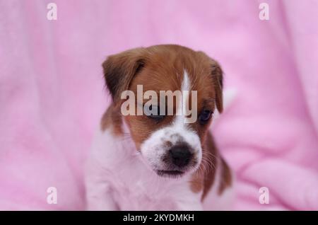 Nahaufnahme: Jack Russell Terrier, Hund, Hündchen, Pink, Kopf, Porträt eines jungen Jack Russell Terrier Stockfoto