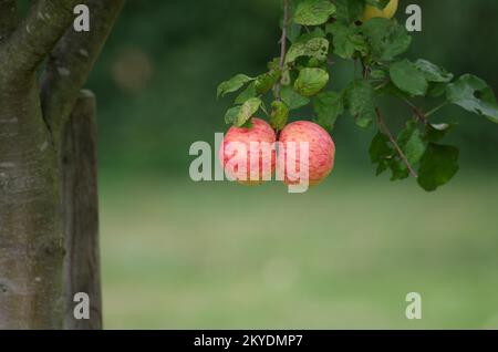 Apfelbaum (Malus), Baum, Ast, zwei, zwei reife Äpfel mit dem gleichen Aussehen, die am Ast hängen Stockfoto