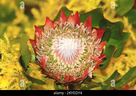 Blühender bunter König Protea, Protea cynaroides Blume, Nahaufnahme von Rot mit gelber Blume blüht im Garten Stockfoto