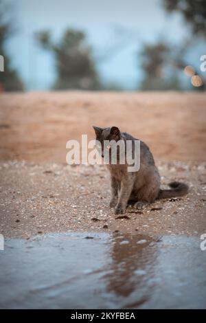 Schwarze Katze, die bei Sonnenuntergang am Strand in die Kamera schaut. Hochwertiges Foto. Stockfoto