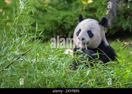 Ein junger Riesenpanda, der Bambus im Gras isst, Porträt Stockfoto
