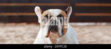 Die französische Bulldogge wartet und bettelt, mit dem Besitzer spazieren zu gehen, sitzt oder liegt auf der Matte. Hündchen mit französischer Bulldogge, posiert vor der Kamera und schaut. Hochwertiges Foto. Stockfoto