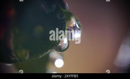 Makroaufnahme der Pflanze mit Wassertropfen auf der Pflanzenoberfläche. Stockfoto