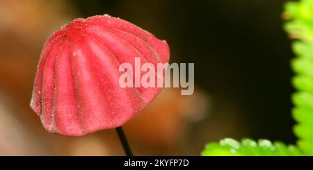 Wild Mushroom, Napo River Basin, Amazonien, Ecuador, Südamerika, Amerika Stockfoto