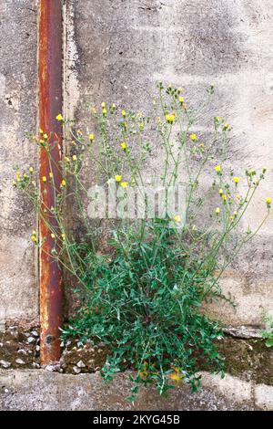 Foto einer Löwenzahnblume, die auf einer Zementwand wuchs, in der Nähe einer rostigen Eisenpfeife, Konzept der Naturgewalt Stockfoto