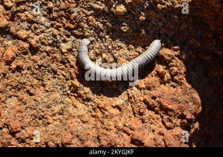 Der einsame Granit Rock in der Wüste von Mirabib ist ein Millipede Stockfoto