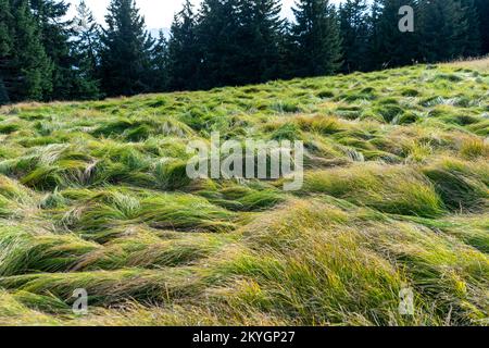 Unglaublich langes Gras namens Nardus stricta Stockfoto