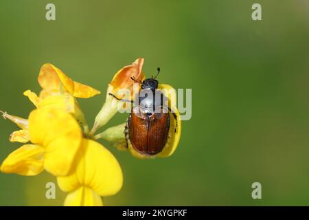 Phyllopertha horticola, der Scheuerschutz- oder Laubkäfer (Familie Scarabaeidae) auf Blüten von gewöhnlichem Vogelfußtrefoil (Lotus corniculatus) Stockfoto