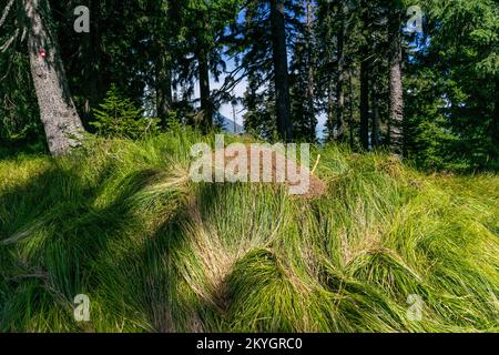 Unglaublich langes Gras namens Nardus stricta Stockfoto