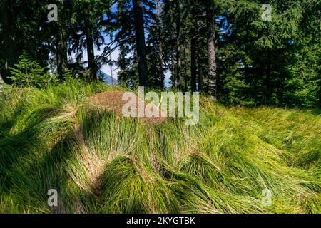 Unglaublich langes Gras namens Nardus stricta Stockfoto