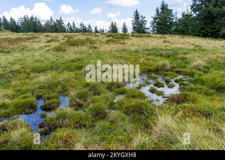 Unglaublich langes Gras namens Nardus stricta Stockfoto