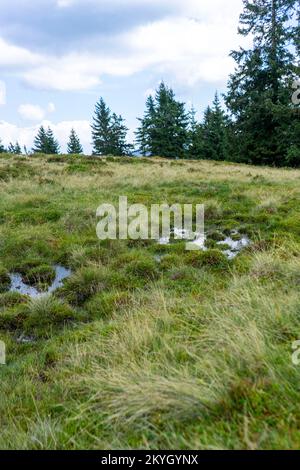 Unglaublich langes Gras namens Nardus stricta Stockfoto