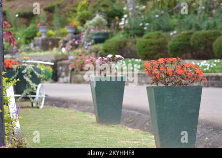 Britische Archäologie in Sri lanka Stockfoto