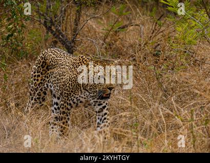 Leoparden gehen in afrika entlang, Safaritour Stockfoto