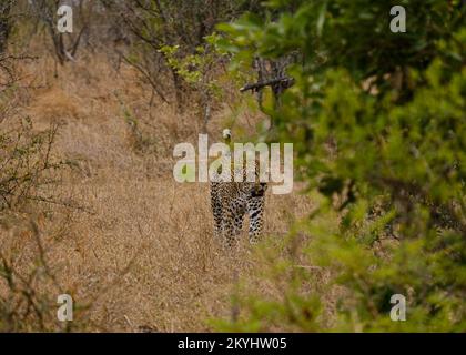 Leoparden gehen in afrika entlang, Safaritour Stockfoto