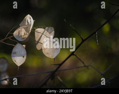 Lunaria annua, genannt Ehrlichkeit oder jährliche Ehrlichkeit. Durchsichtige Silikylmembranen. Stockfoto