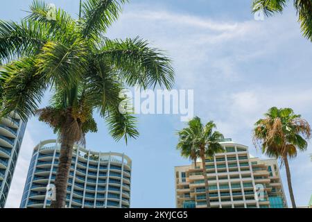 Palmen vor den modernen Hochhaus-Wohnungen in Miami, Florida. Fassade eines luxuriösen Wohnungsgebäudes mit Dachterrassen und Glas B. Stockfoto
