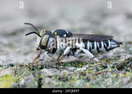 Detaillierte Nahaufnahme einer weißen mediterranen Kleptoparasitenbiene, Coelioxys argenteus Stockfoto