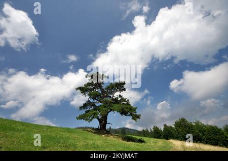 Der alte Kiefernbaum „Sveti Bor“ im serbischen Berg, Kamena Gora Stockfoto