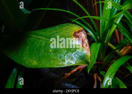 Ein grünes Blatt Little getrocknet auf schwarzem Hintergrund, Herbstblatt, trockenes Blatt, Grunge Blatt Stockfoto